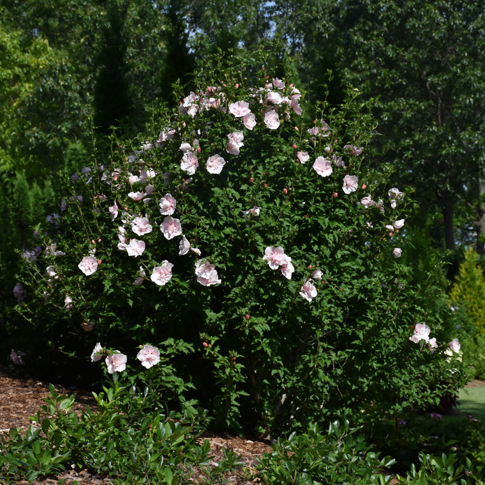 Rose of Sharon – Pink Chiffon – #3 Container
